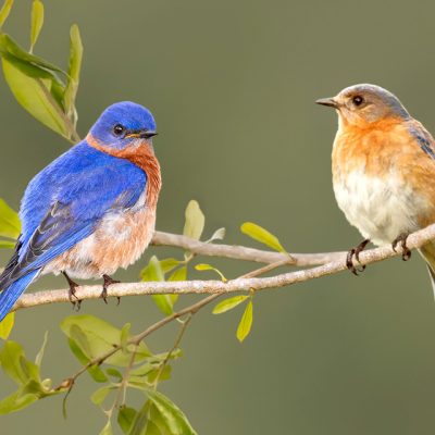 2 Bluebirds
