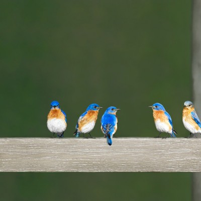5 Bluebirds
