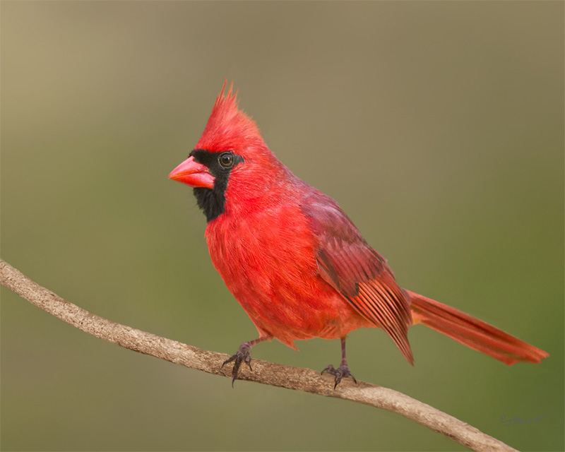 Cardinal Male