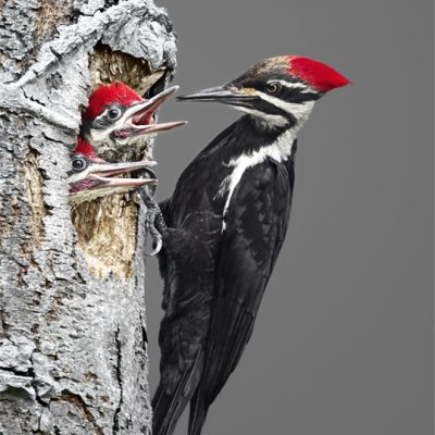Pileated Woodpecker Family