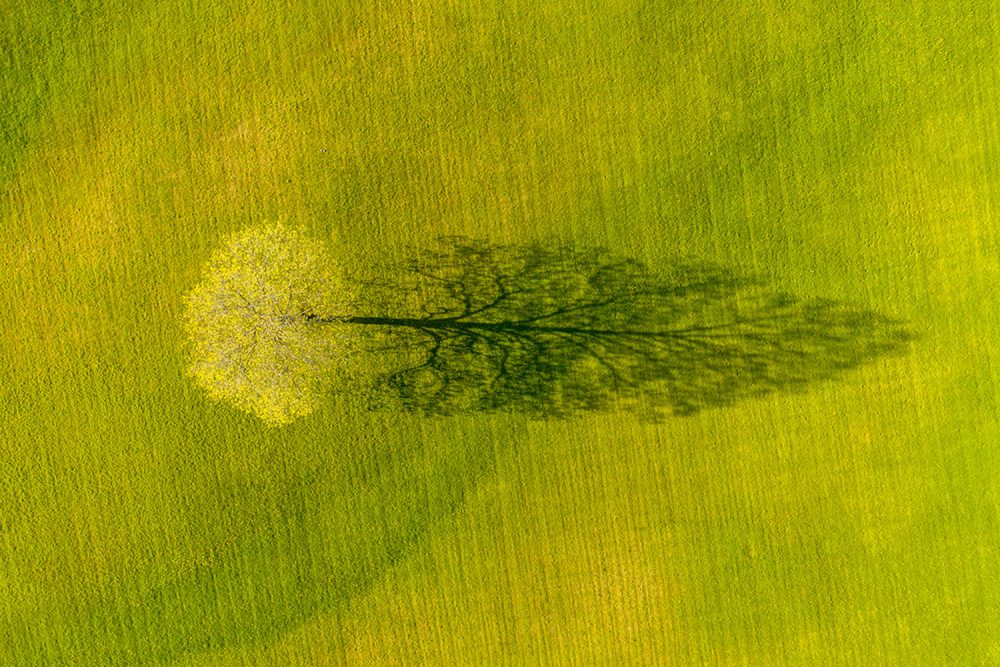 Caleb Kenna - Spring Maple Tree Shadow, Weybridge