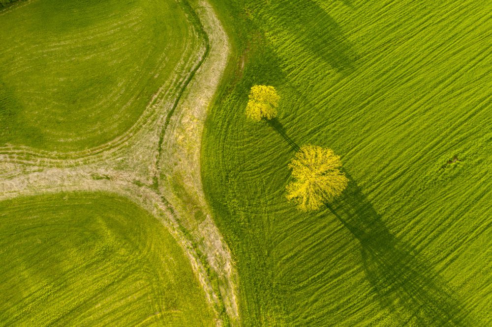 Caleb Kenna - Two Trees in Spring Weybridge, Vermont