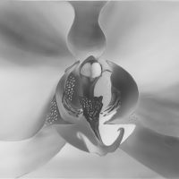 Orchid Study Homer Wells - Orchid Study