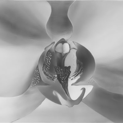 Homer Wells - Orchid Study