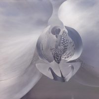 Silver Orchid Homer Wells - Silver Orchid